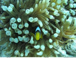 Clown anemonefish Amphiprion ocellaris 3